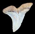 Huge, Hemipristis Shark Tooth Fossil - Virginia #50026-1